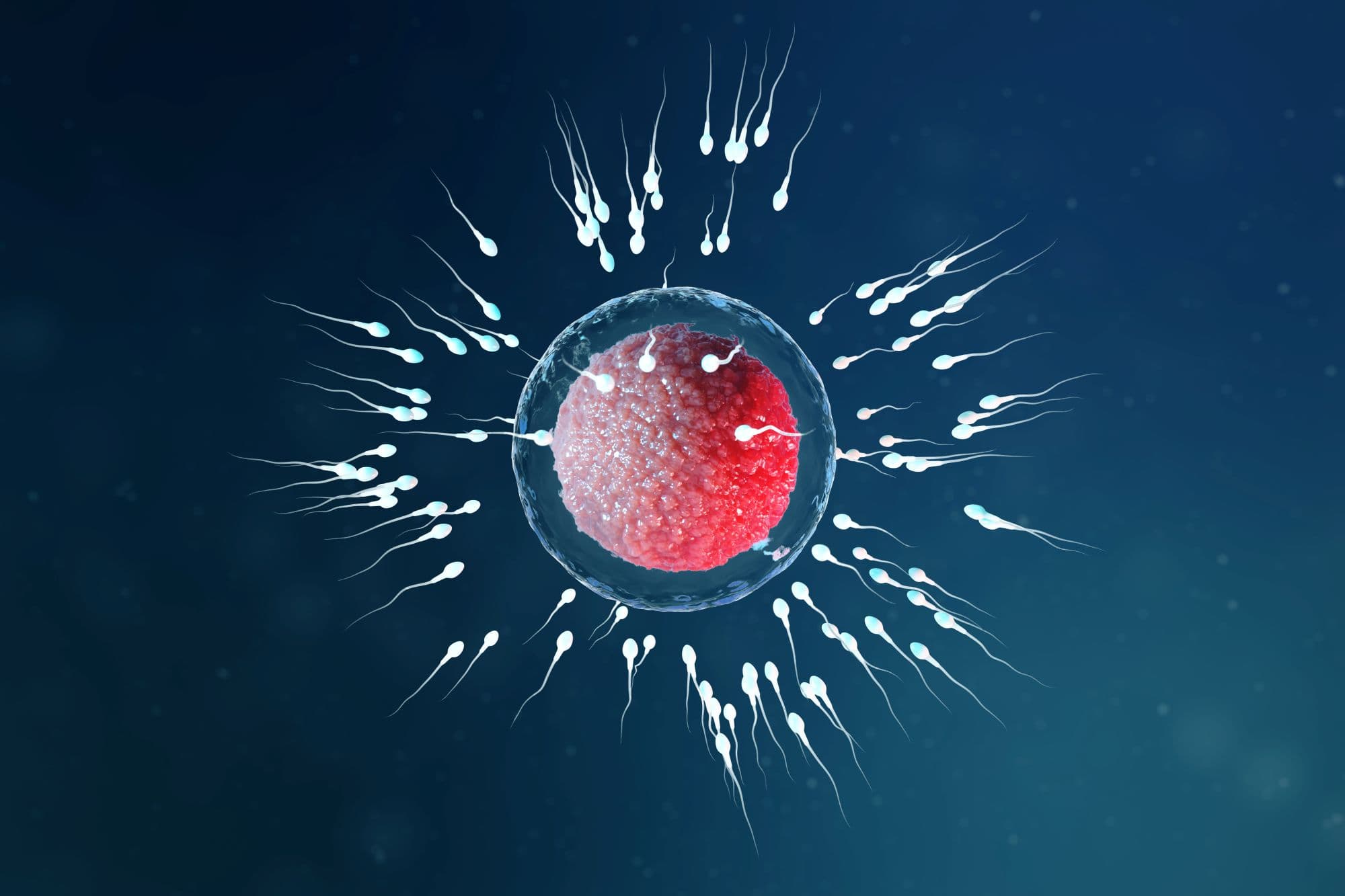 Male Fertility: Common Factors and Solutions