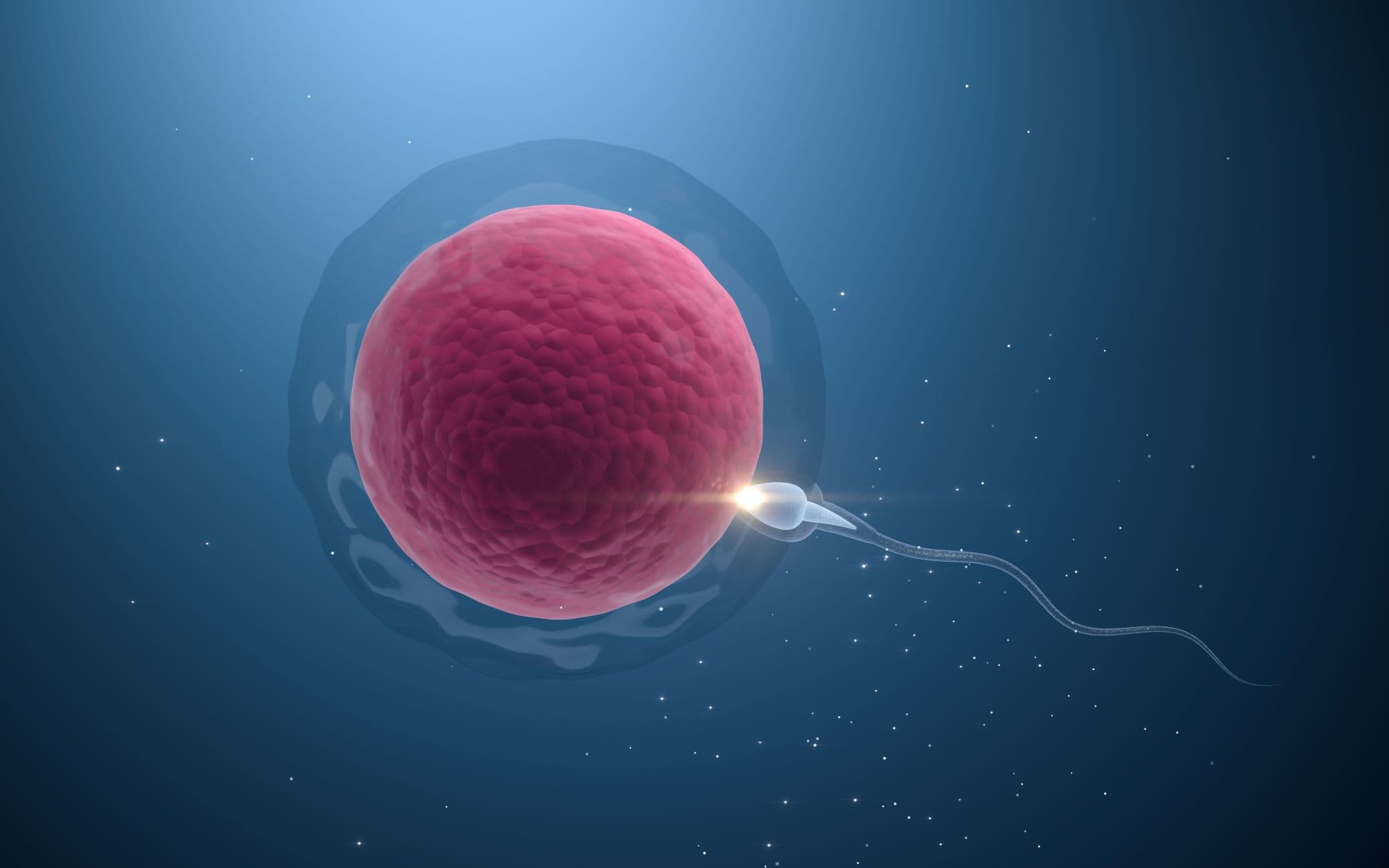 Female Fertility